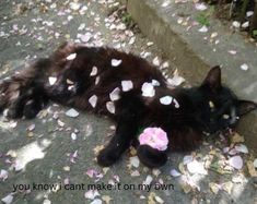 a black cat laying on the ground with petals all over it's body and head