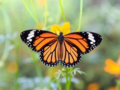 an orange and black butterfly sitting on top of a yellow flower next to green grass