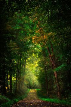 an empty road in the middle of a forest with lots of trees on both sides