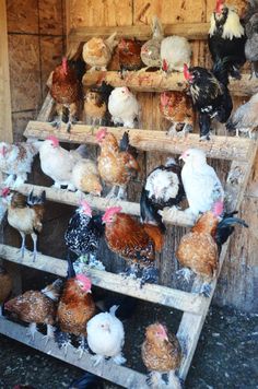 a bunch of chickens that are standing on some shelves in a barn or chicken coop