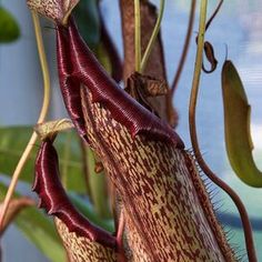 a close up of a flower on a plant