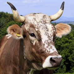 a brown and white cow standing on top of a lush green field next to trees