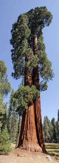 the giant sequta tree is surrounded by pine trees