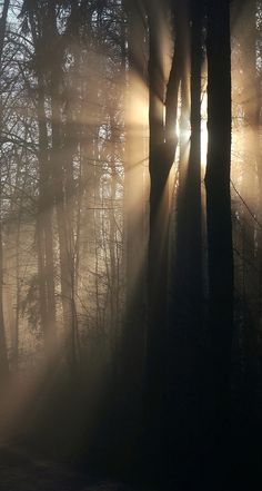 the sun is shining through the trees in the foggy forest with no leaves on them