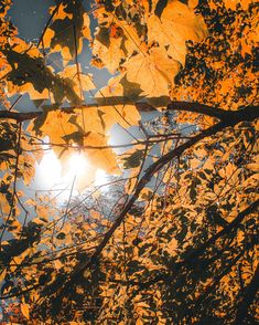 the sun shines through some yellow leaves