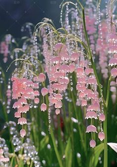 pink flowers with water droplets on them