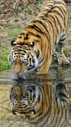 a tiger walking across a body of water