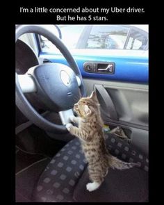 a small kitten standing on its hind legs in the driver's seat of a car