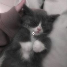 a black and white cat laying on top of a person's lap next to a stuffed animal