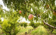 an orchard with many peaches growing on the trees and people walking in the distance