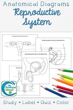 Male and female reproductive system diagrams in 2 views with quizzes. Human Body Name, Reproductive System Project, Reproductive System Worksheet, Female Reproductive System Anatomy, Anatomy Coloring, Male Reproductive System, Labeling Activities, Printable Label Templates, High School Science Teacher