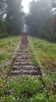 a set of railroad tracks in the middle of a field with flowers growing on it