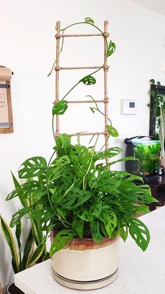 a potted plant sitting on top of a white counter next to a ladder in a room