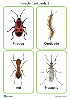 four different types of bugs and insects with the words insect identification in english, spanish, and