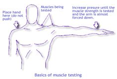 Muscle testing Manual Muscle Testing, Muscle Testing, Health Chart, Energy Therapy, Health Class, Emotional Freedom Technique, Emotional Freedom, Massage Benefits