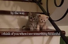 two kittens sitting on top of a set of stairs with the caption by the way, i think you when i see something beautiful