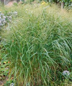 the tall grass is growing in the garden