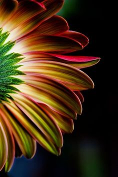 an orange and yellow flower with green center