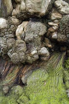 an old tree with green moss growing on it