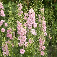 pink flowers are blooming in the garden