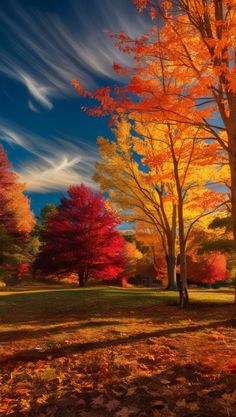 an autumn scene with trees and leaves on the ground