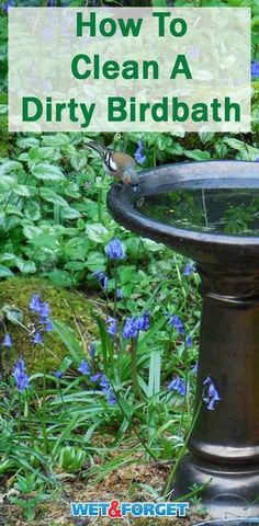 a bird bath with blue flowers in the background and text overlay that reads how to clean a dirty birdbath