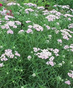 some very pretty pink flowers in the grass