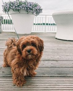 a small brown dog standing on top of a wooden floor next to a potted plant