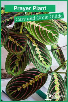 a plant with red and green leaves on it, in front of the words prayer plant care