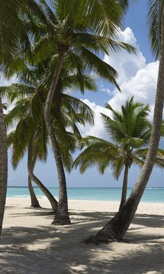 palm trees line the beach on a sunny day