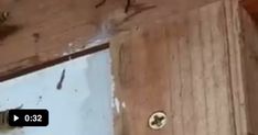 Honeybee counter attack against giant wasp - Video