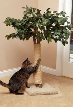 a cat climbing up the side of a tree to reach it's leaves on top