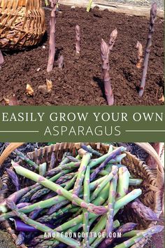 asparagus growing in the garden with text overlay reading easily grow your own asparagus