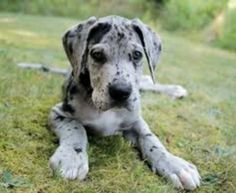 a gray and white dog laying in the grass