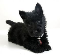 a small black dog laying on top of a white floor