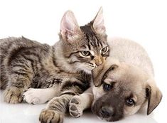 a cat and dog laying next to each other on a white surface with their paws resting on the puppy's head