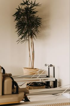 a potted plant sitting on top of a table