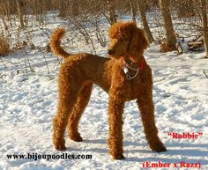 a brown poodle standing in the snow with trees and bushes behind it, looking to its left