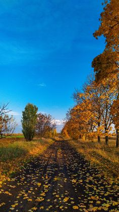 a dirt road surrounded by trees with leaves on the ground and blue sky in the background