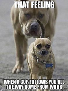 two dogs walking next to each other with caption saying, that feeling when you're riding a honda and there's a harley behind you