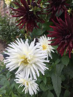 some white and red flowers in a garden