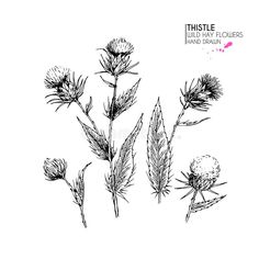 thistle flowers hand drawn in ink on white paper stock photo, images and royalty illustrations