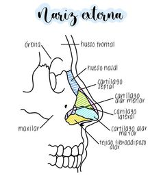 the anatomy of the nose and its major parts, including the facial area with labels on each side