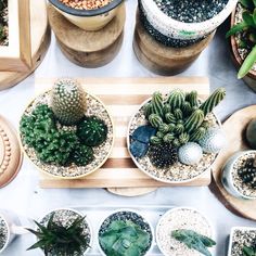 several different types of succulents and plants in bowls on a table top