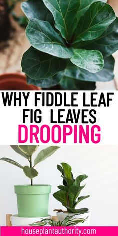 three different types of plants with text overlay that reads, why fiddle leaf fig leaves dropping