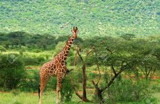 a giraffe standing next to a tree on a lush green field with mountains in the background