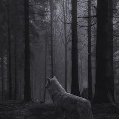 a lone wolf standing in the middle of a forest