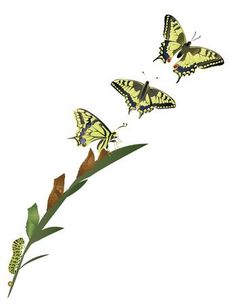 three butterflies flying in the air over a plant