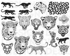 leopards and cheetah silhouettes in black and white on a white background