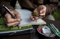 a person sitting at a table writing in a notebook with a bird perched on top of it